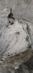 Polybia occidentalis bohemani