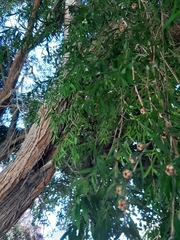 Leptospermum petersonii
