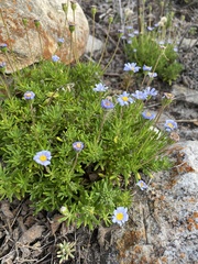 Felicia aethiopica