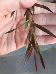Leptospermum petersonii