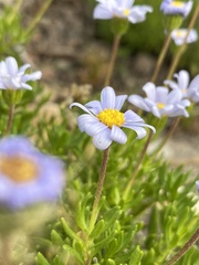 Felicia aethiopica