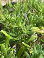 Felicia aethiopica