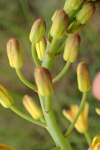 Image of Eriospermum mackenii by no rights reserved