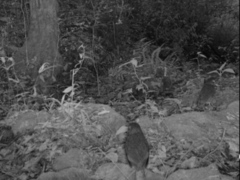 Grallaria guatimalensis