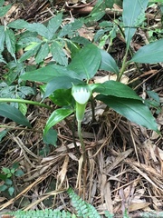 Arisaema grapsospadix
