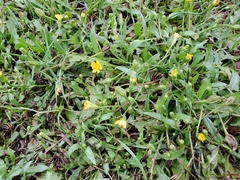 Angiospermae