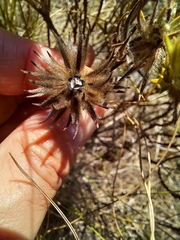 Phylica pubescens