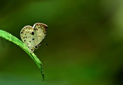 Neopithecops zalmora