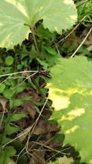 Camponotus obscuripes