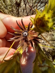 Phylica pubescens