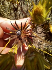 Phylica pubescens
