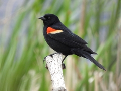 Agelaius phoeniceus