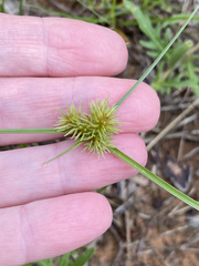 Cyperus echinatus