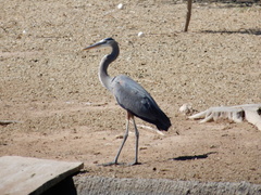Ardea herodias