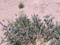 Astragalus lentiginosus diphysus