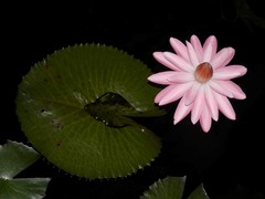 Nymphaea elegans