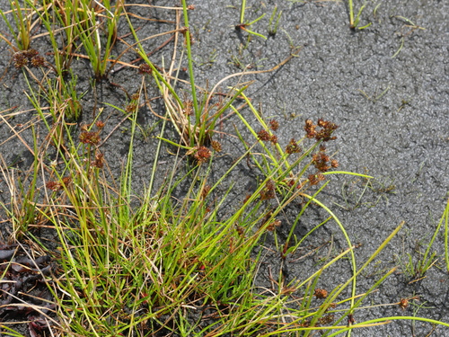 Image of Juncus sonderianus by (c) Bruce Calvert, some rights reserved (CC BY)