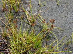 Juncus sonderianus