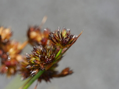 Juncus sonderianus