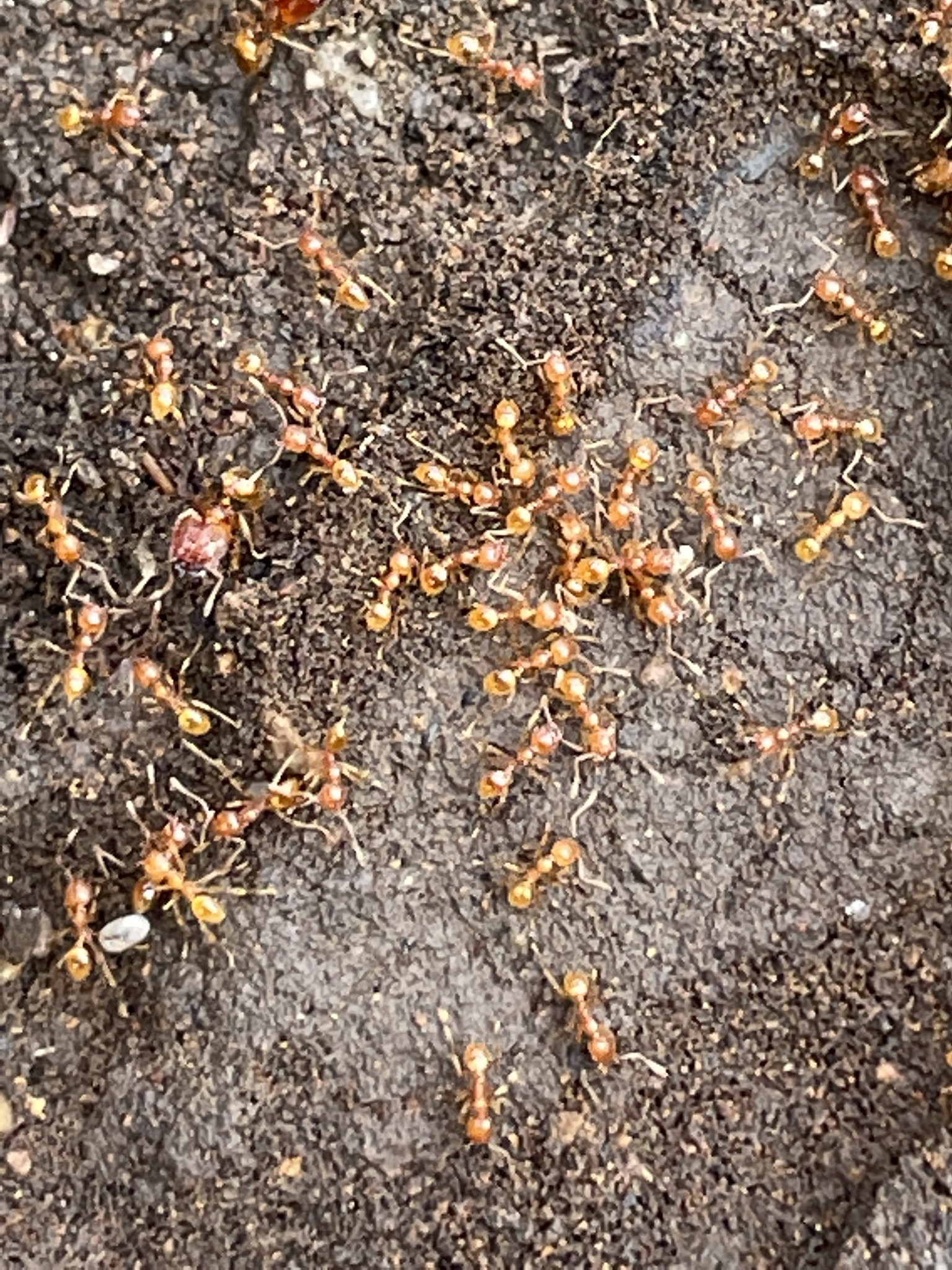 Pheidole fervida