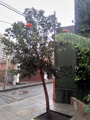 Calliandra trinervia