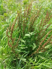 Rumex