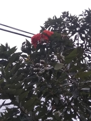 Calliandra trinervia