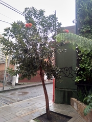 Calliandra trinervia