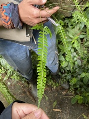Polystichum hancockii