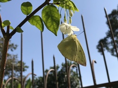 Catopsilia pomona