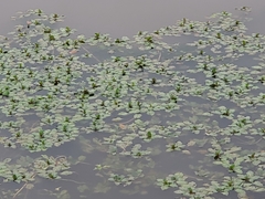 Angiospermae