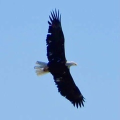 Haliaeetus leucocephalus