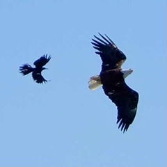 Haliaeetus leucocephalus