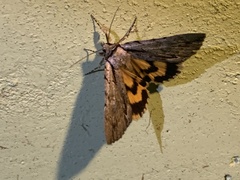 Catocala grynea
