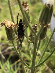Lycosa erythrognatha