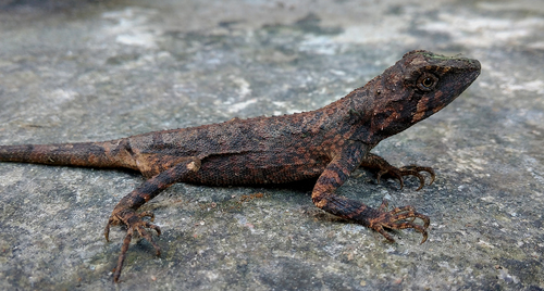 Ptyctolaemus gularis