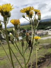Lycosa erythrognatha