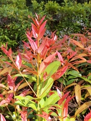 Syzygium myrtifolium