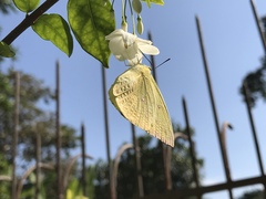 Catopsilia pomona