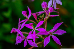 Epidendrum flexuosum