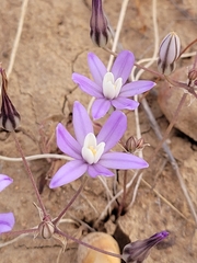 Brodiaea nana