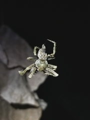 Pozonia
