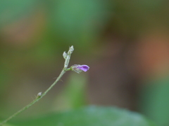 Teramnus labialis