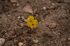 Erythranthe carsonensis