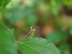 Teramnus labialis