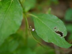 Teramnus labialis
