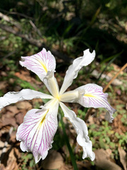 Iris purdyi
