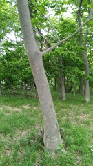 Zelkova