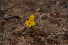 Erythranthe carsonensis