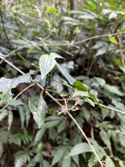 Callicarpa randaiensis